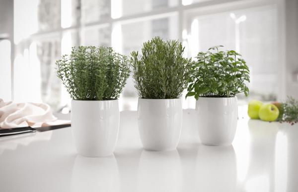 Herbs in pots