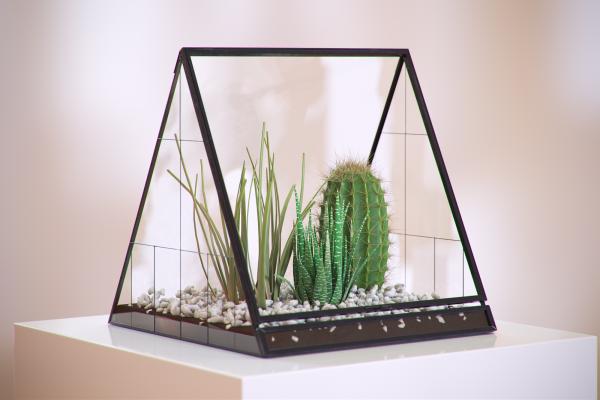 Cactus in triangle terrarium