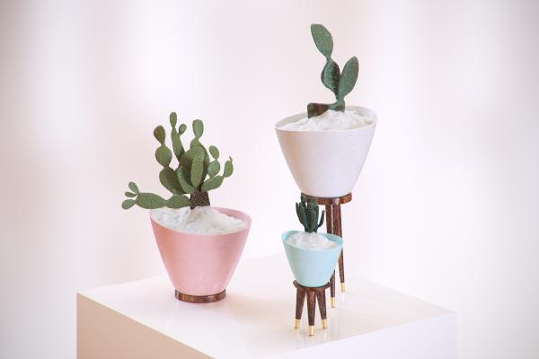 Cactus in decorative pots