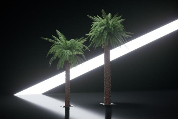 Large exotic palms