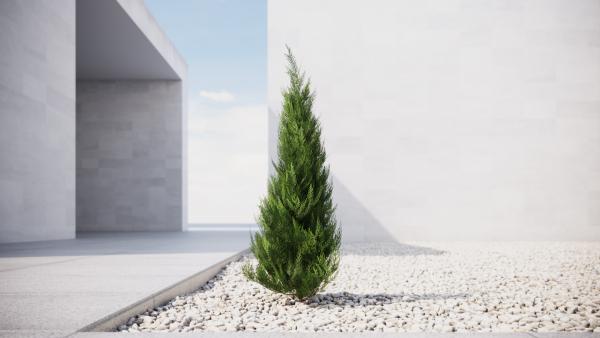 Tree thuja conifer