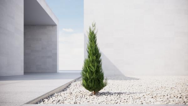 Thuja conifer