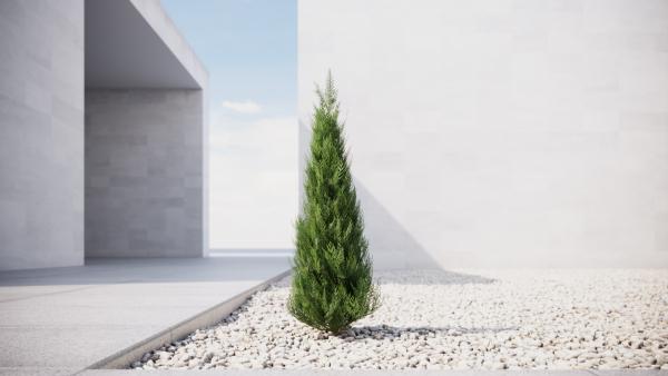 Small thuja