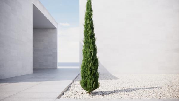 Slim Thuja