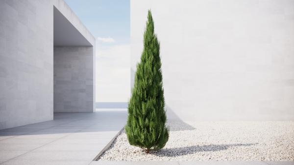 Mid-size thuja