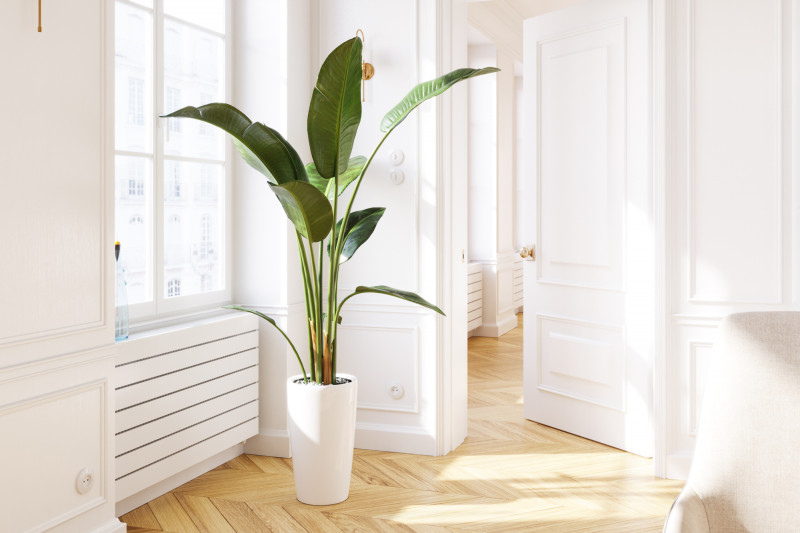 Indoor banana plant 3D model