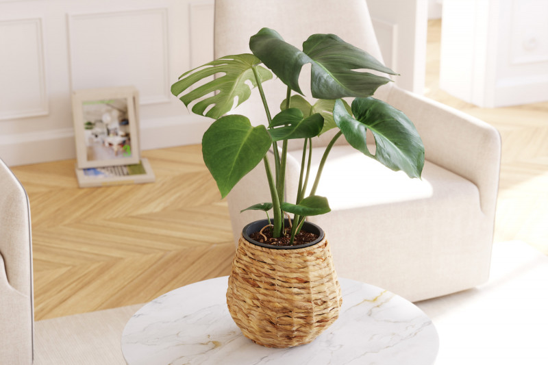 Monstera in willow basket 3D Model