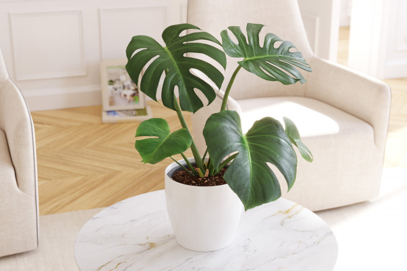 Small monstera plant 3D Model