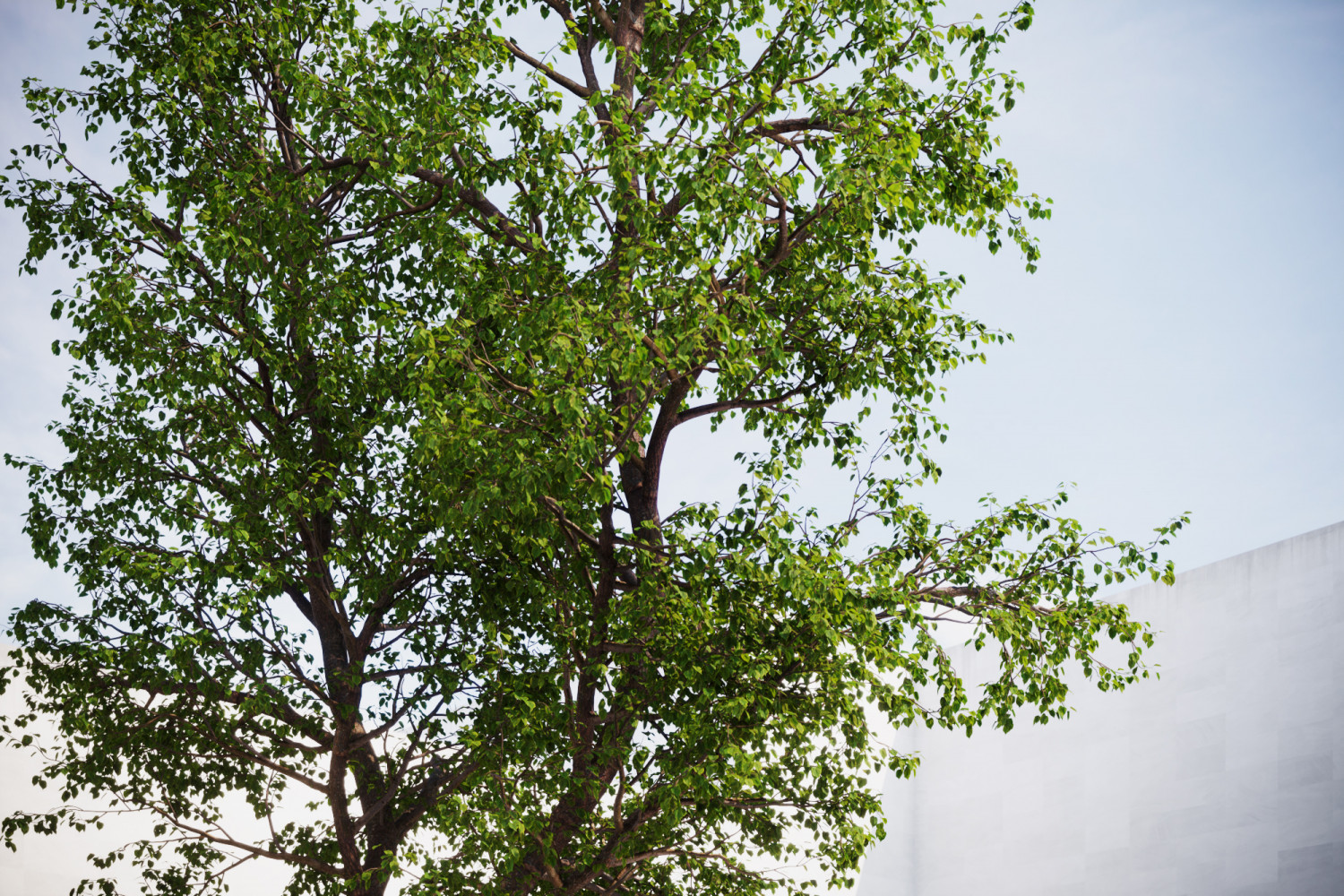 Large tree