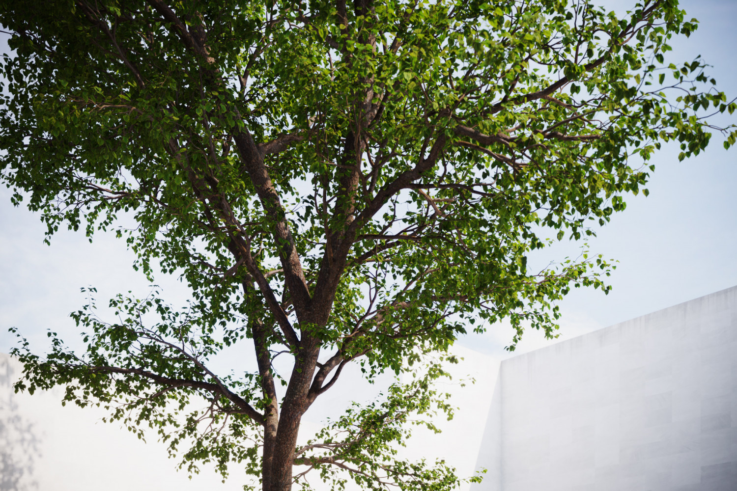 Large tree