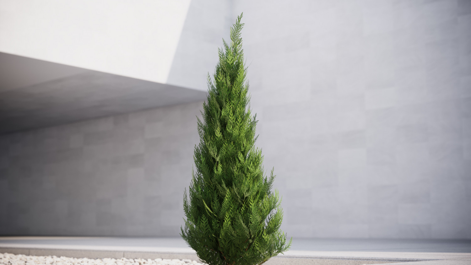 Tree thuja conifer