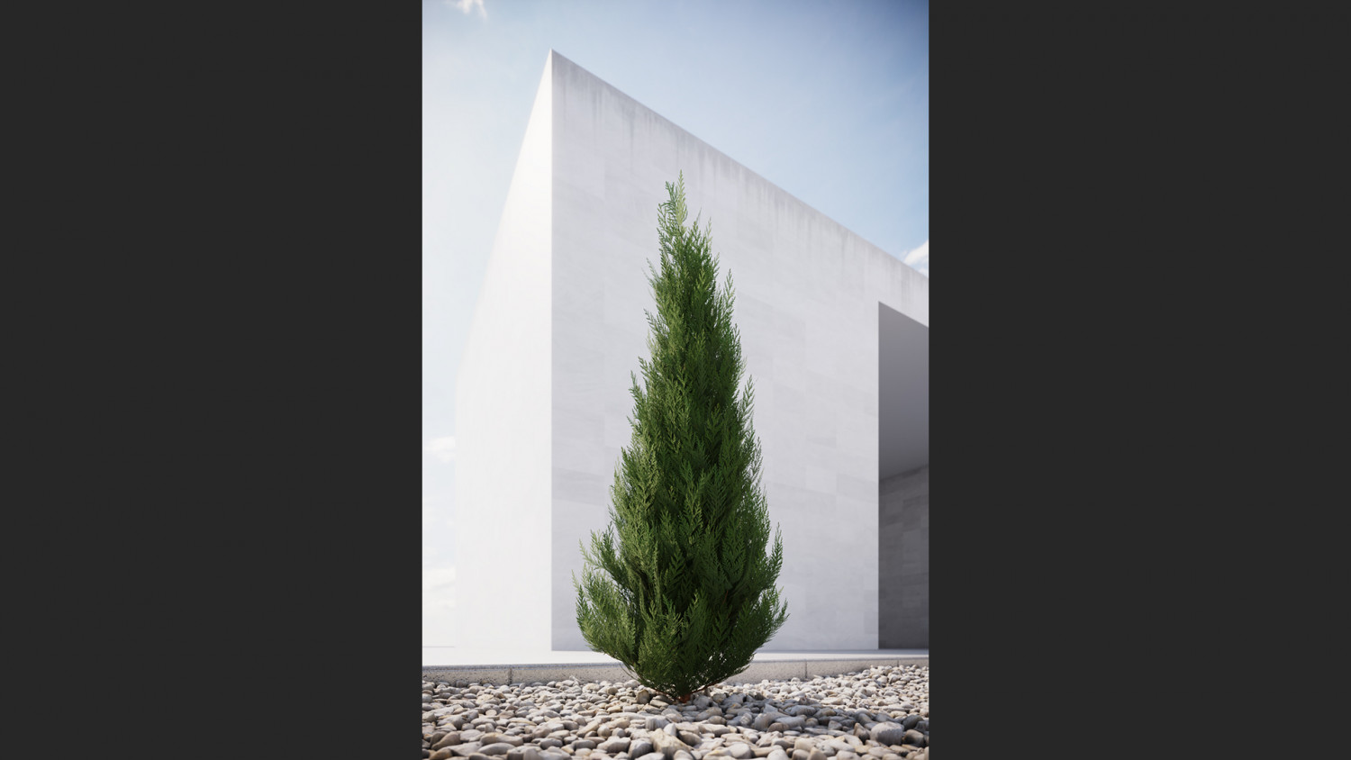 Tree thuja conifer