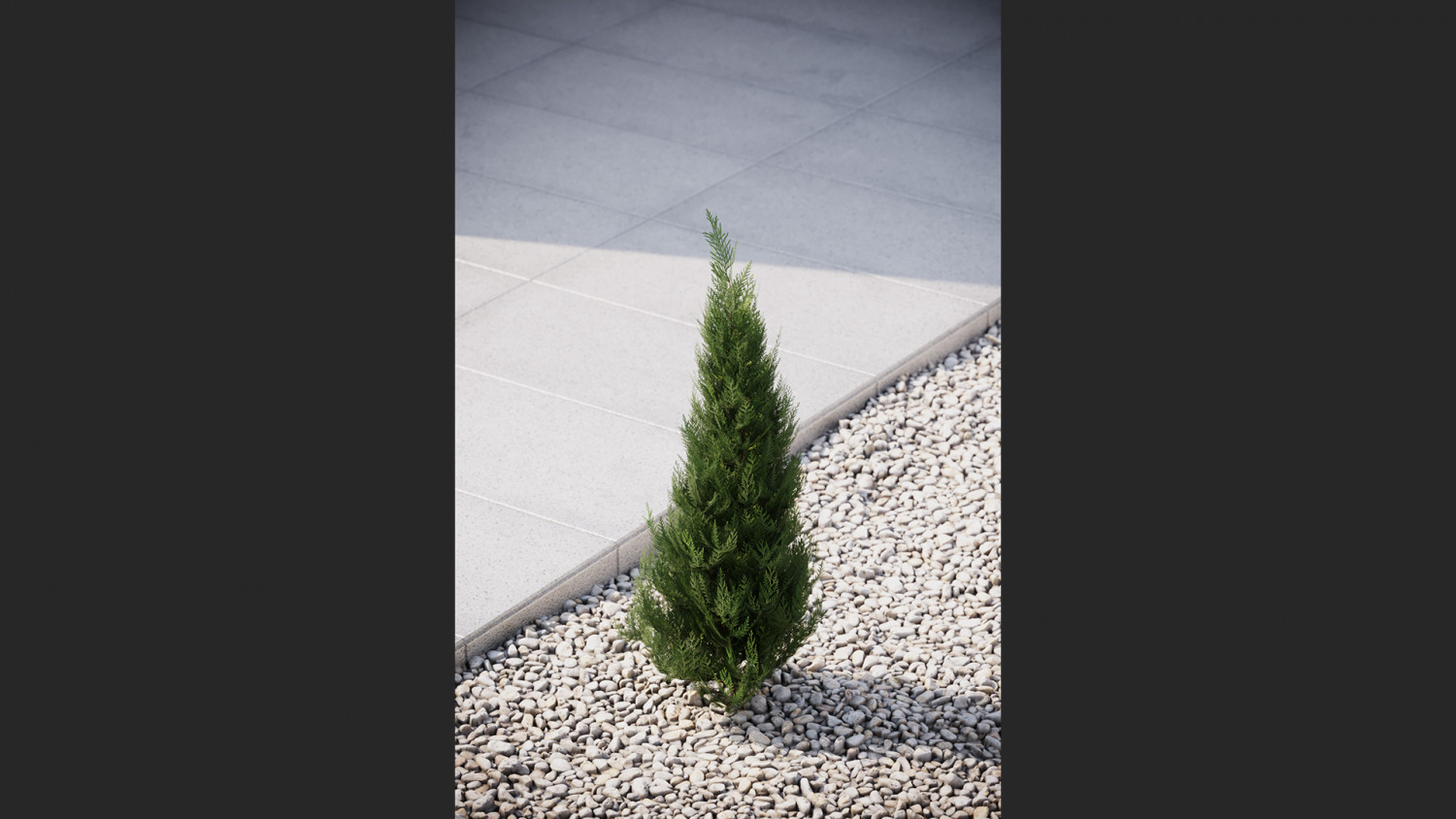 Tree thuja conifer