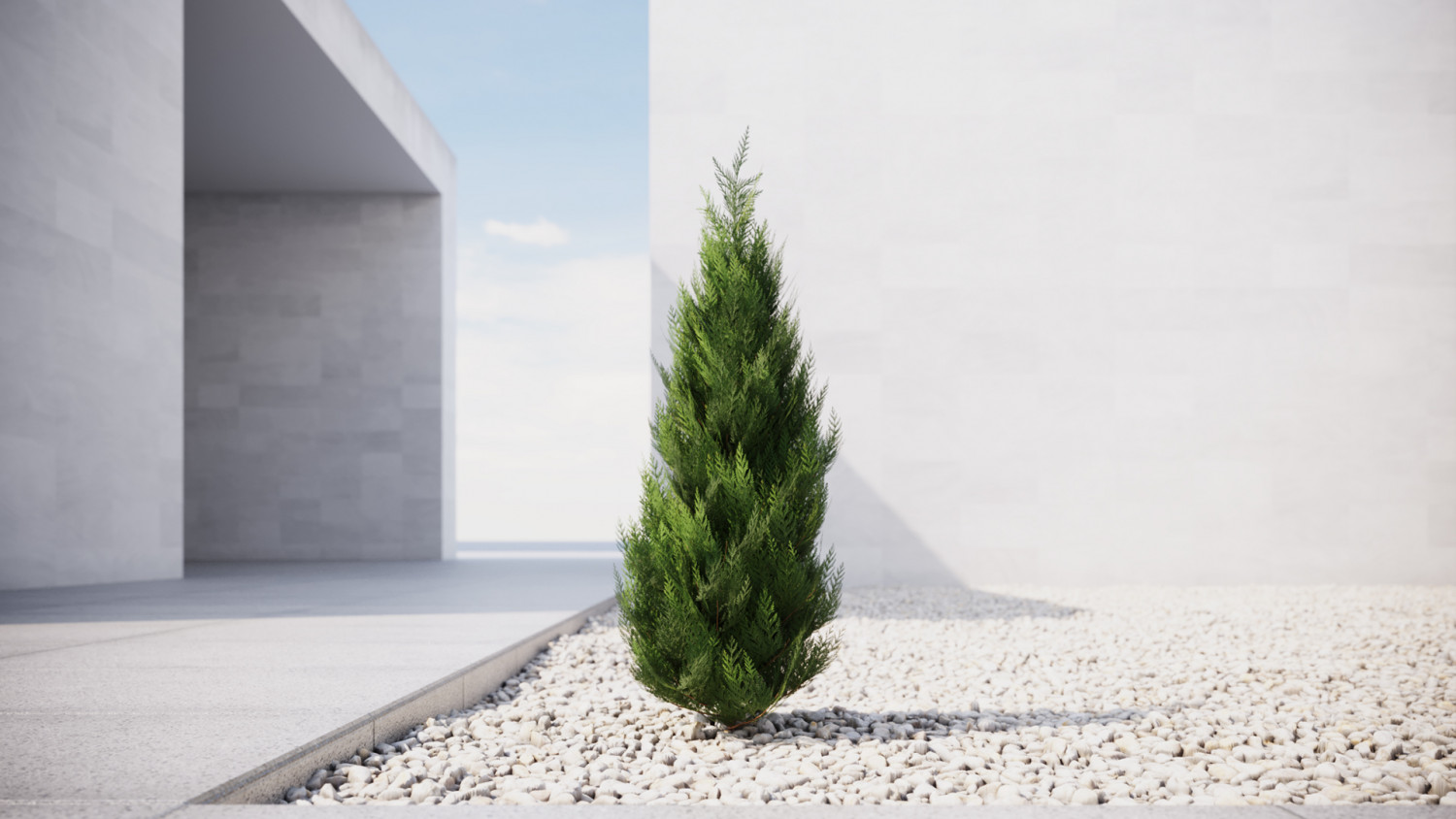 Small conifer