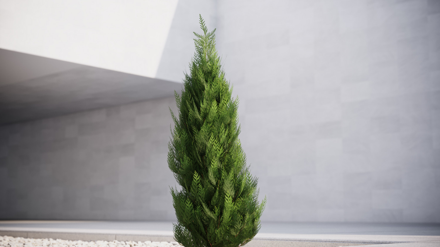 Small conifer