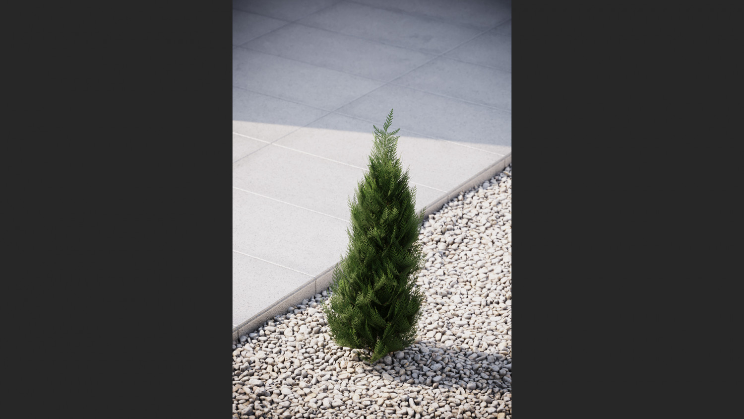 Small conifer