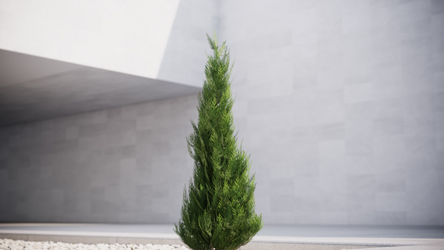 Thuja conifer