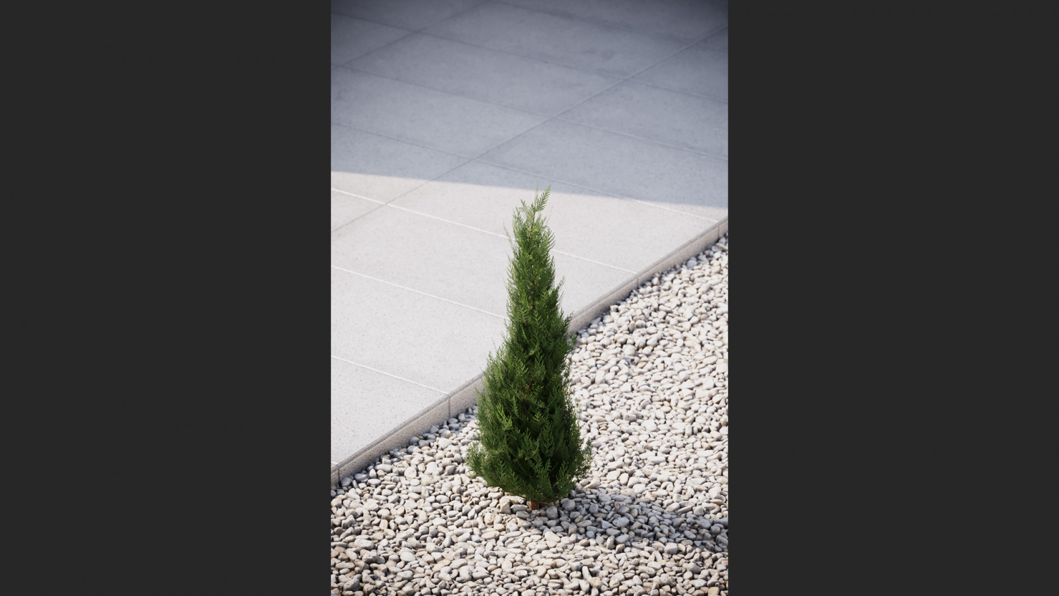 Thuja conifer