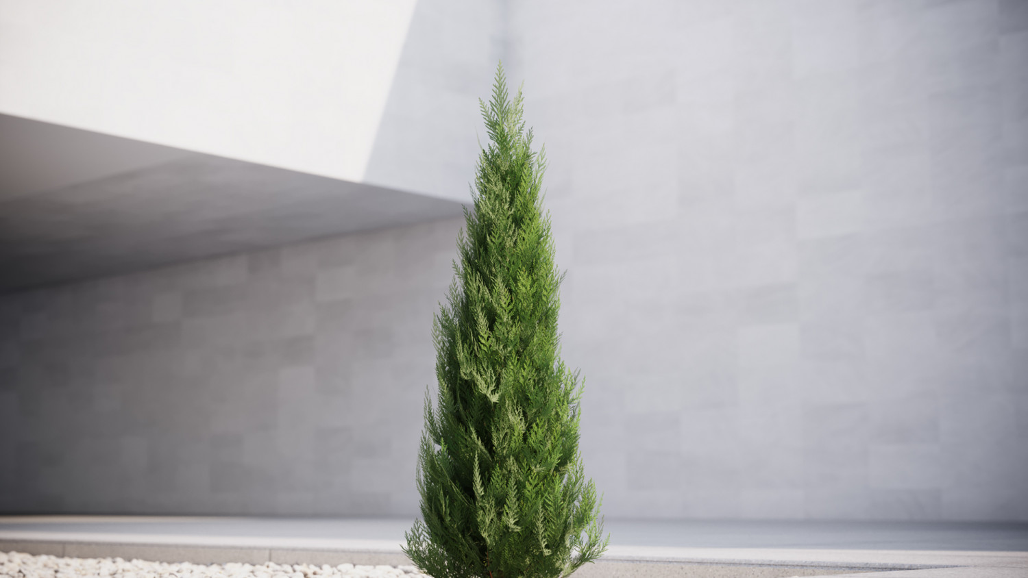 Small thuja