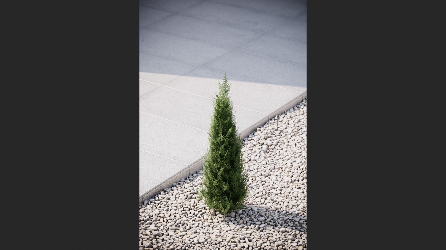 Small thuja