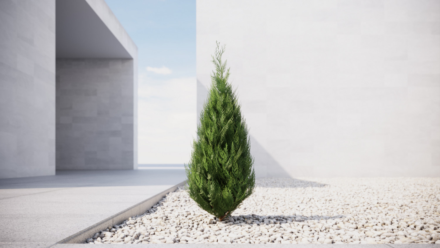 Small thuja conifer