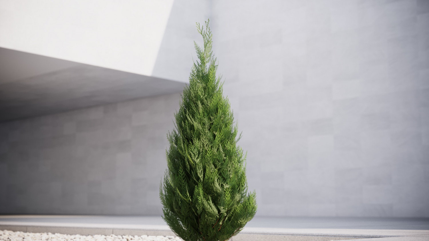 Small thuja conifer