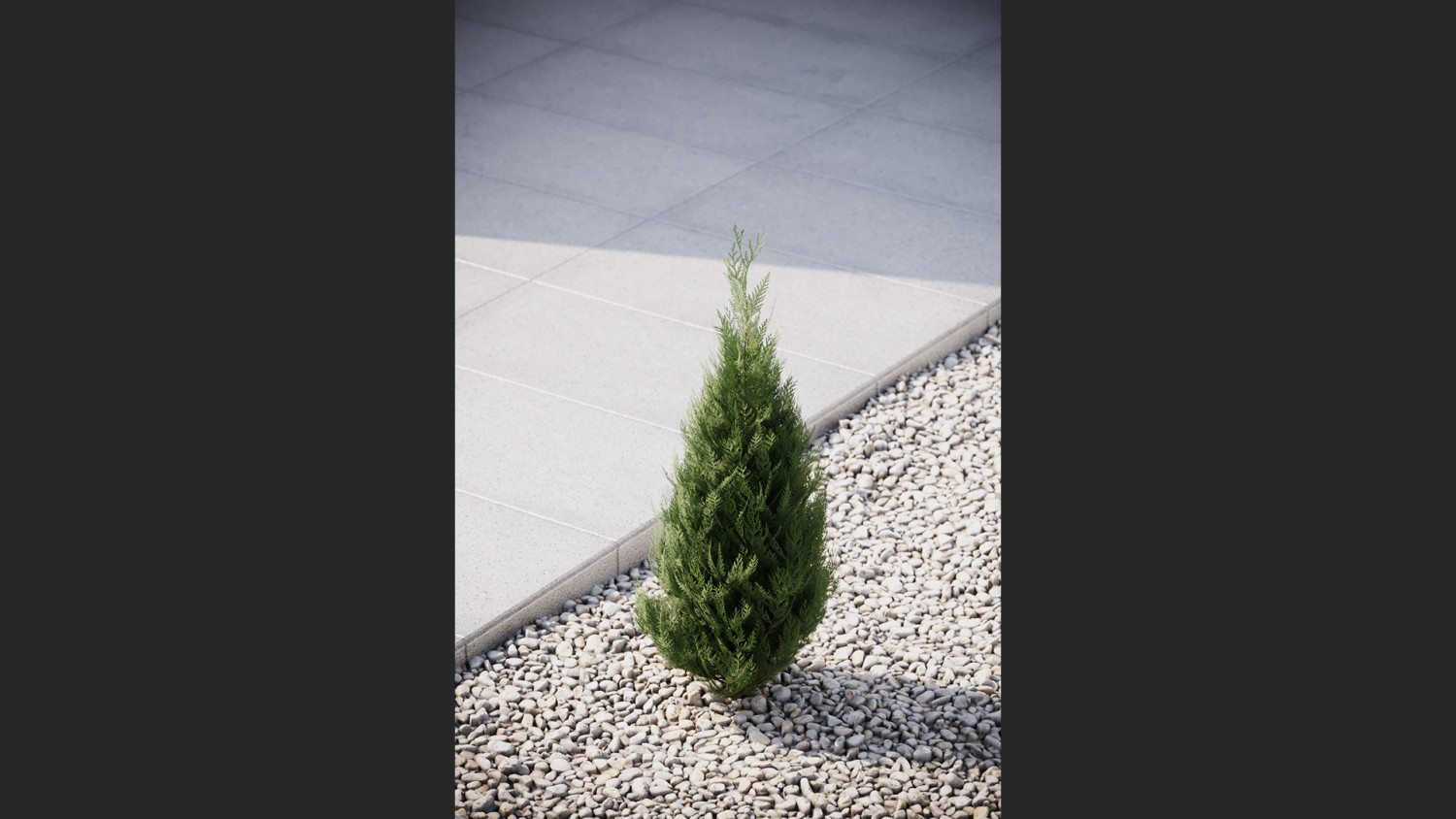 Small thuja conifer