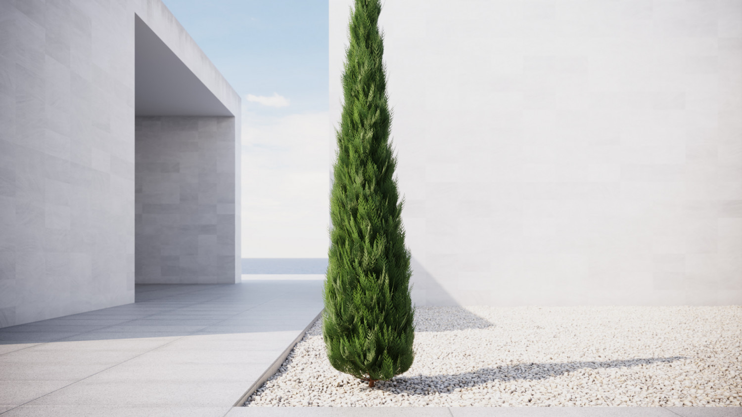 Slim conifer