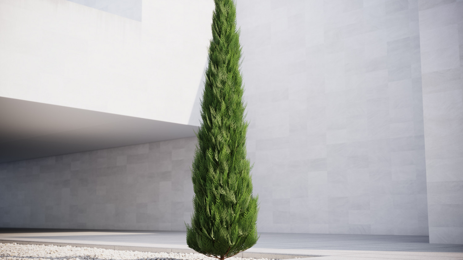 Slim conifer