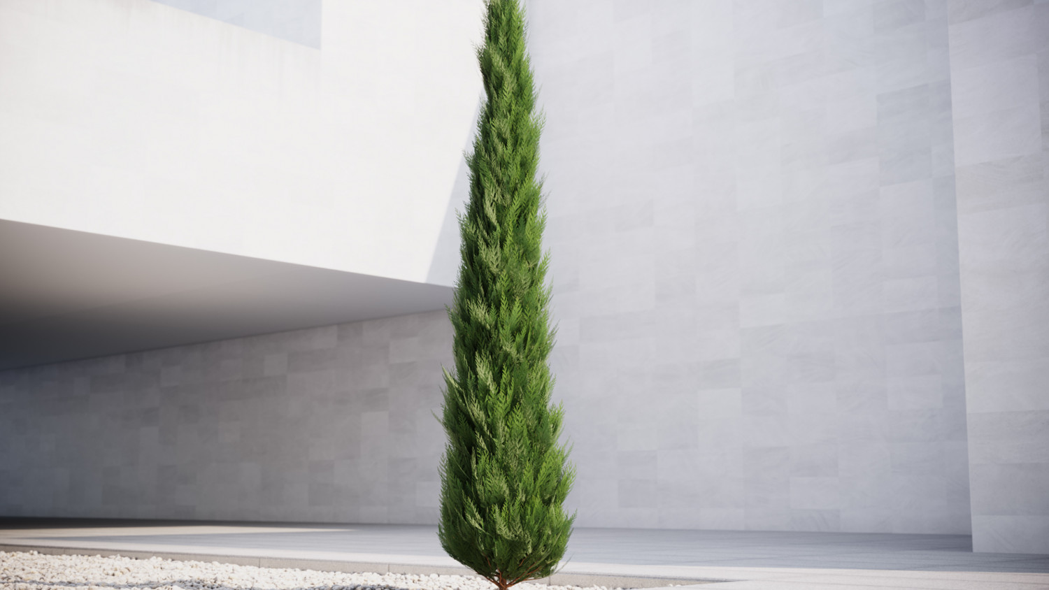 Slim Thuja