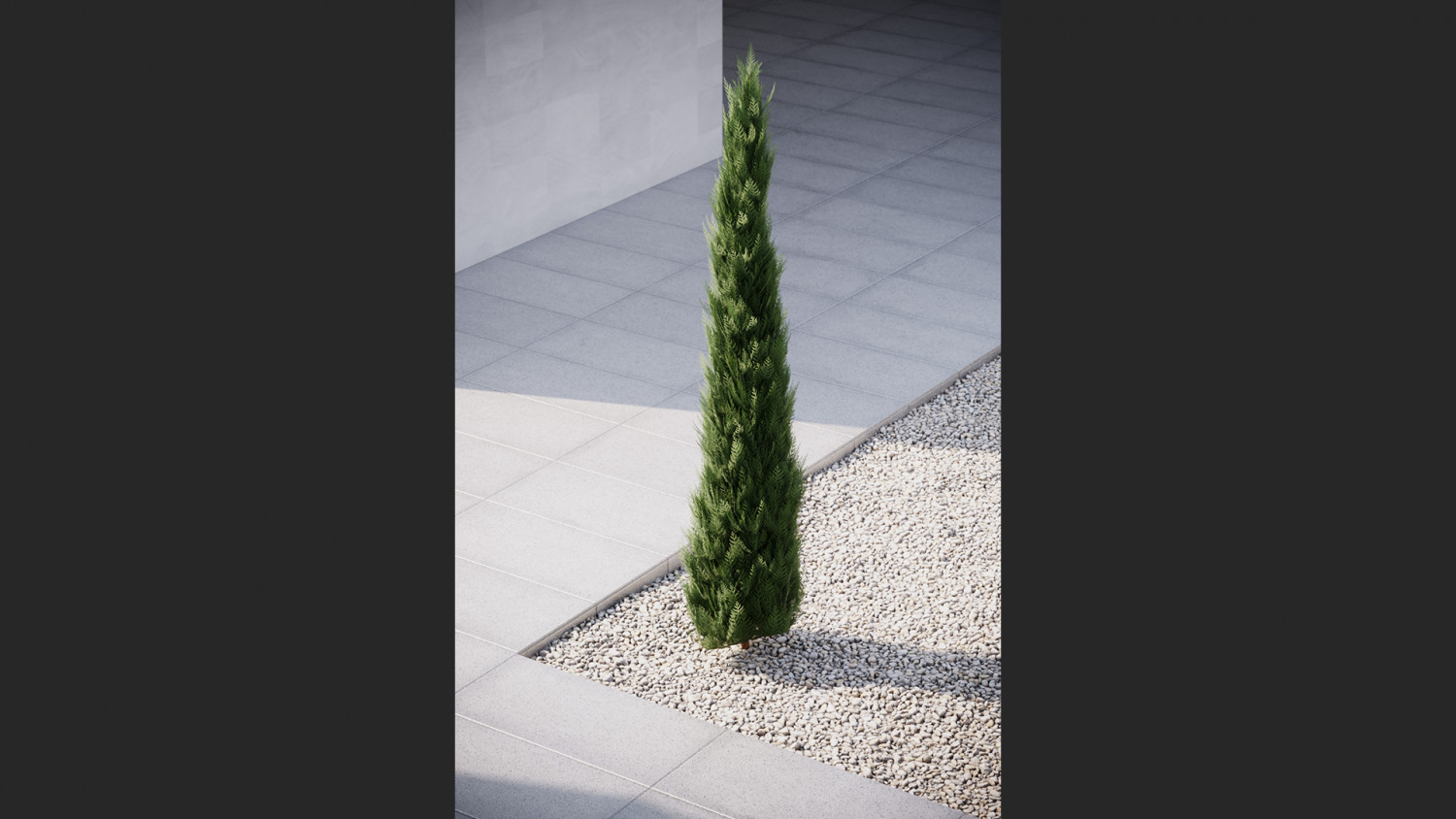 Slim Thuja