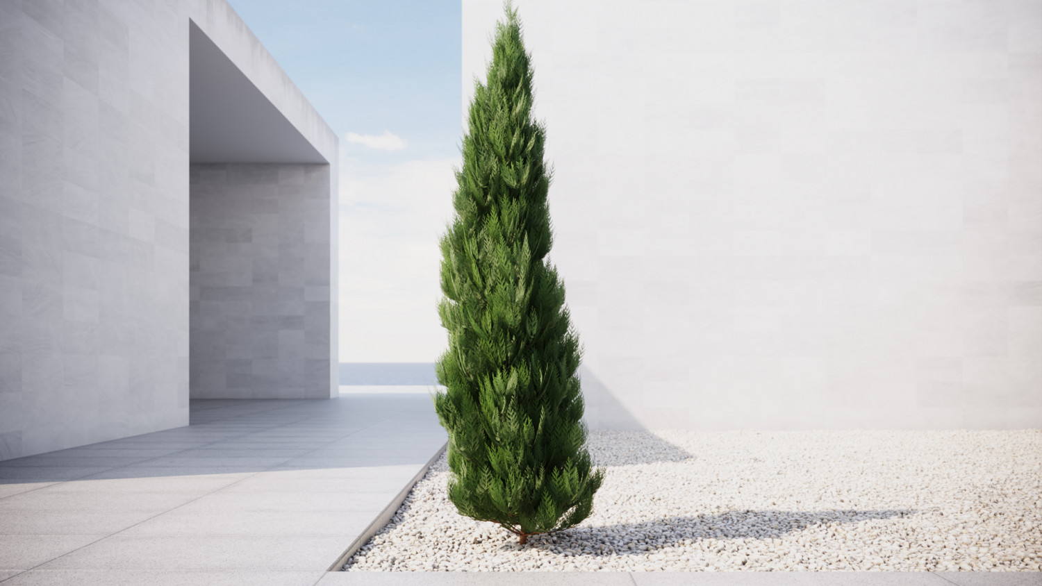 Thuja tree