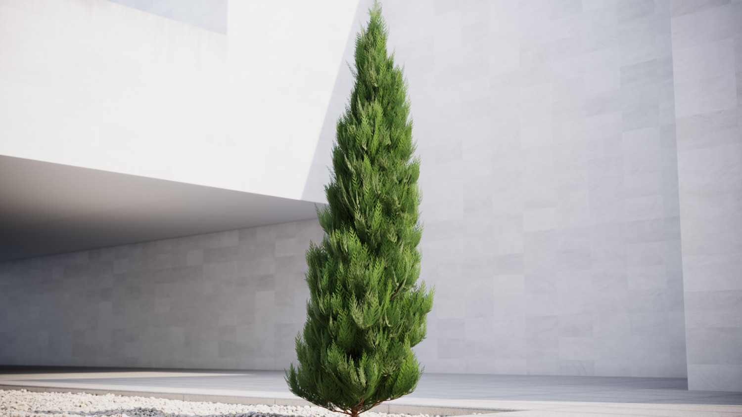 Thuja tree