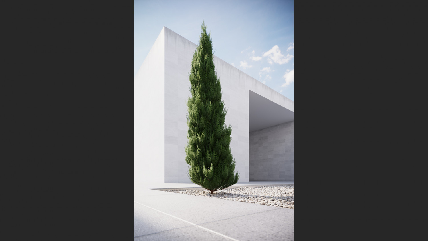 Thuja tree