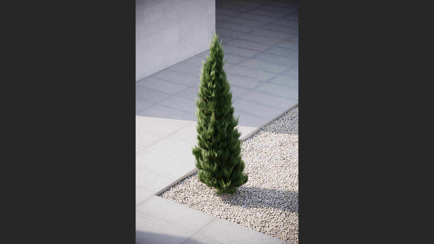 Thuja tree