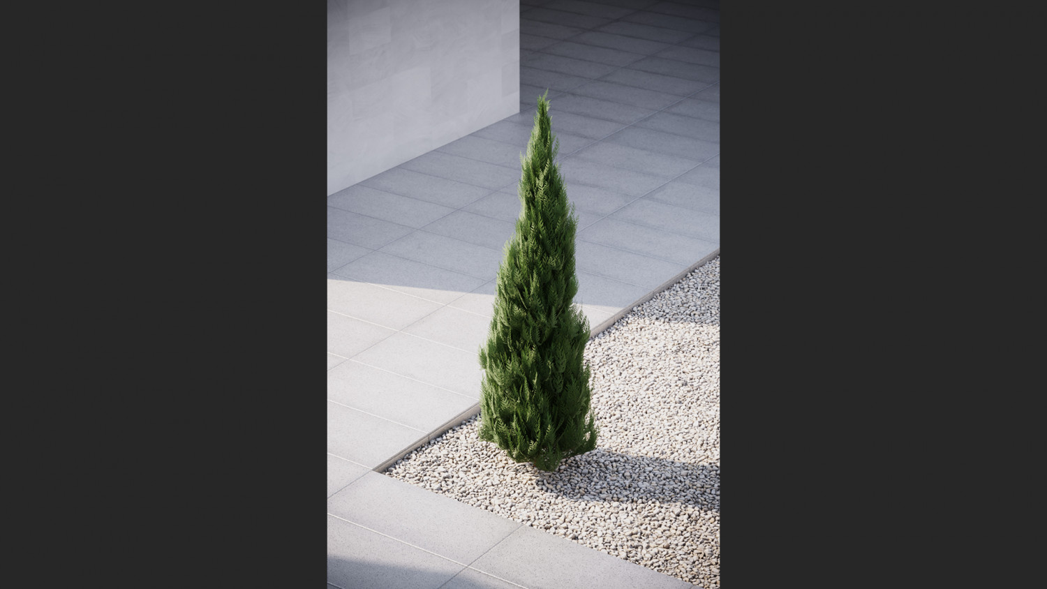 Mid-size thuja