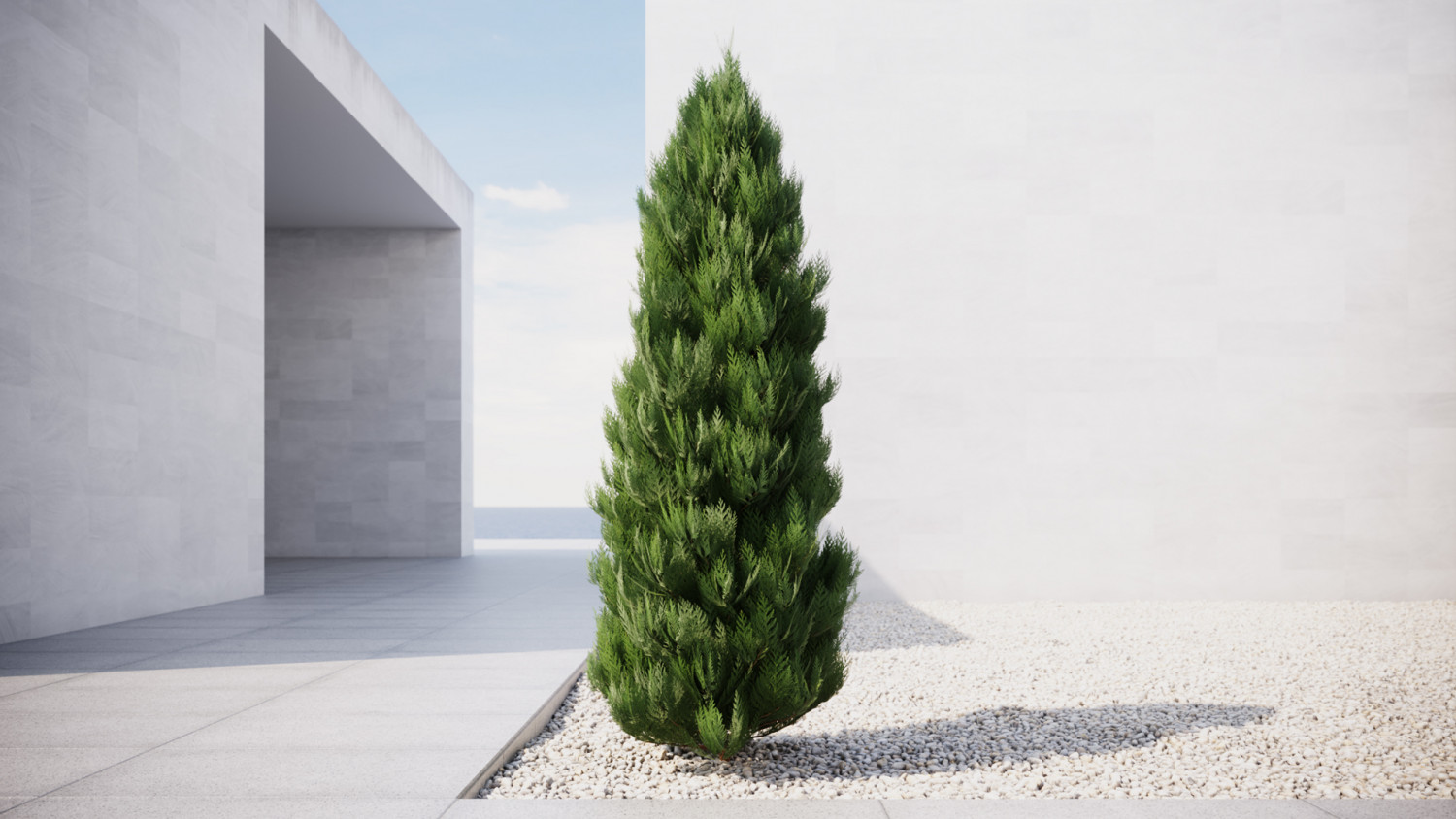 Thuja conifer