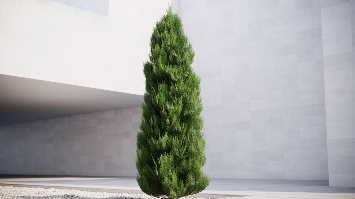 Thuja conifer