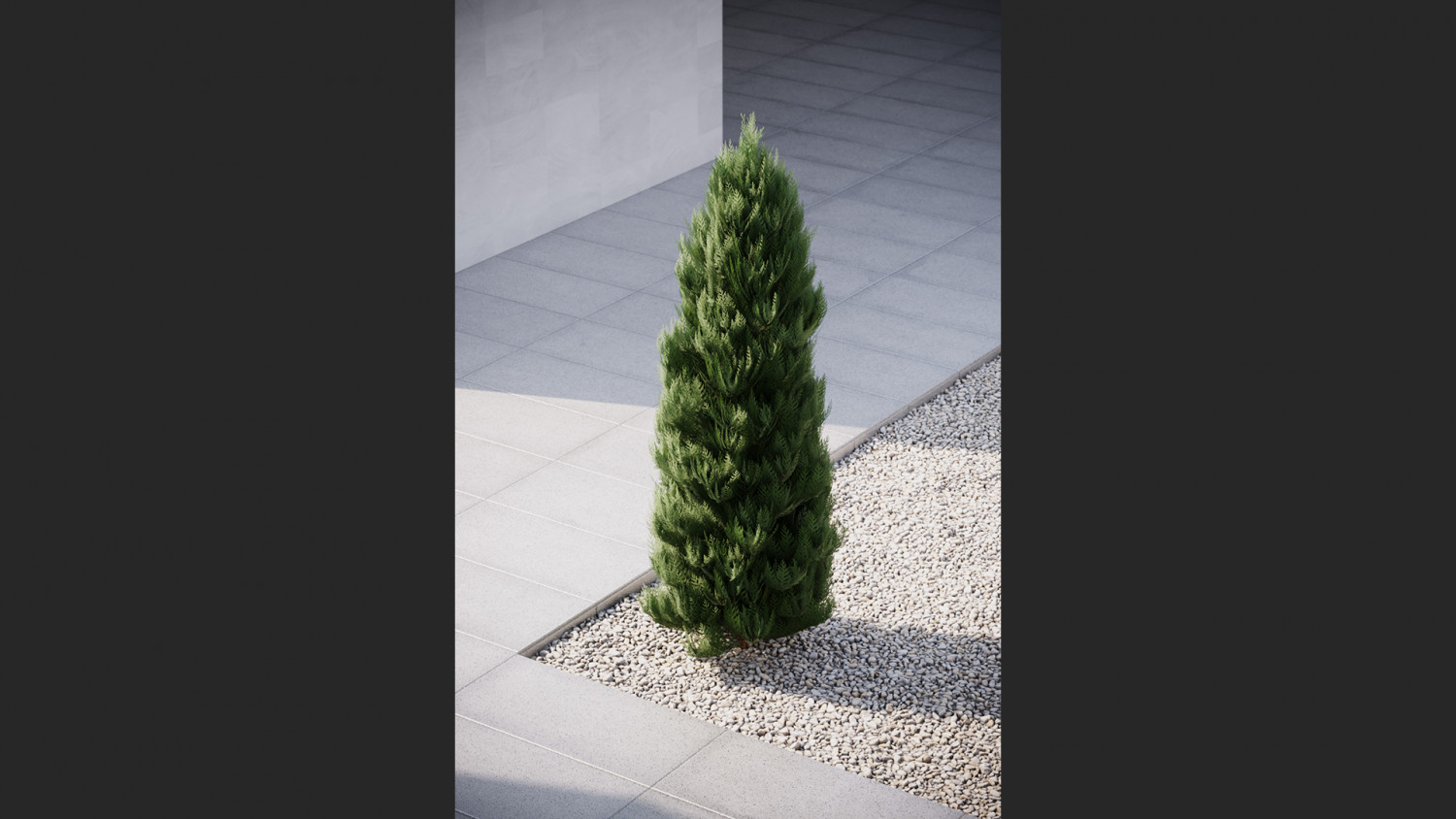 Thuja conifer