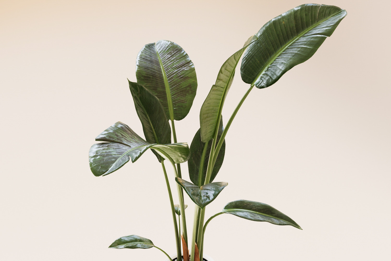 Indoor banana plant 3D model