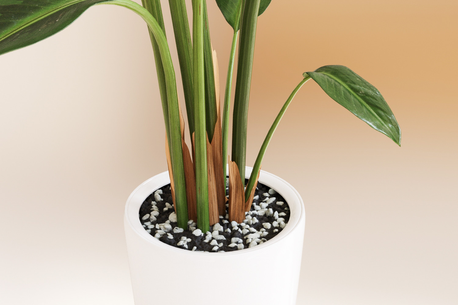 Indoor banana plant 3D model