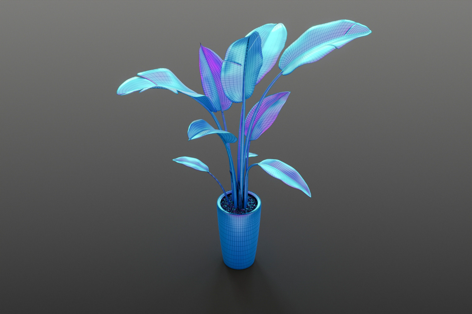 Indoor banana plant 3D model