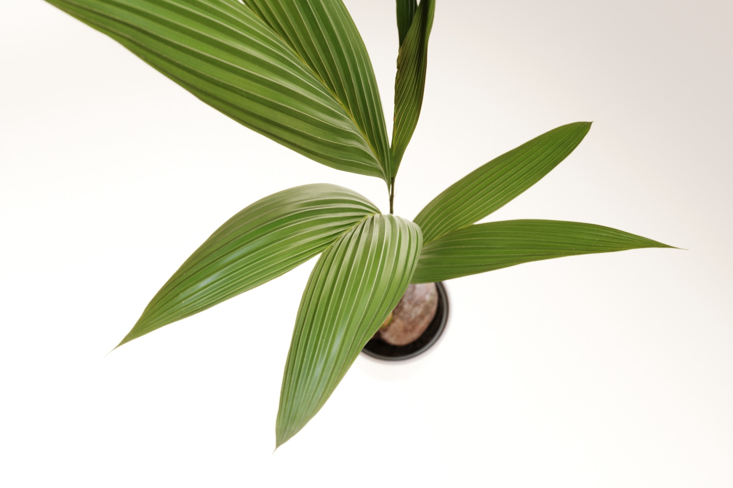 Coconut tree in pot 3D Model