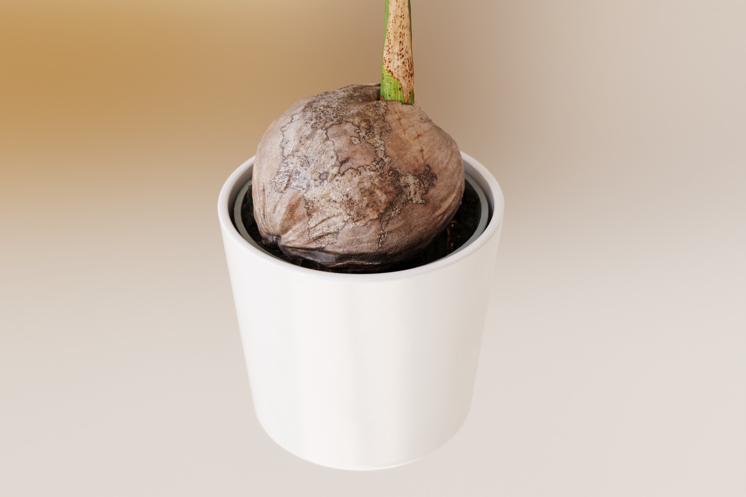 Coconut tree in pot 3D Model