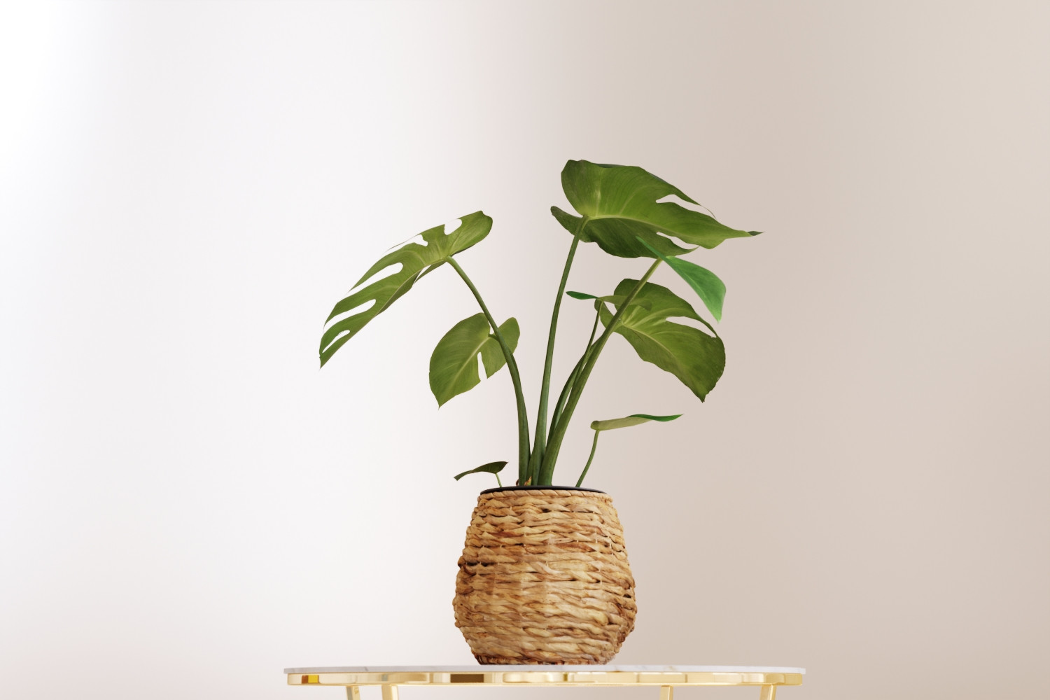 Monstera in willow basket 3D Model