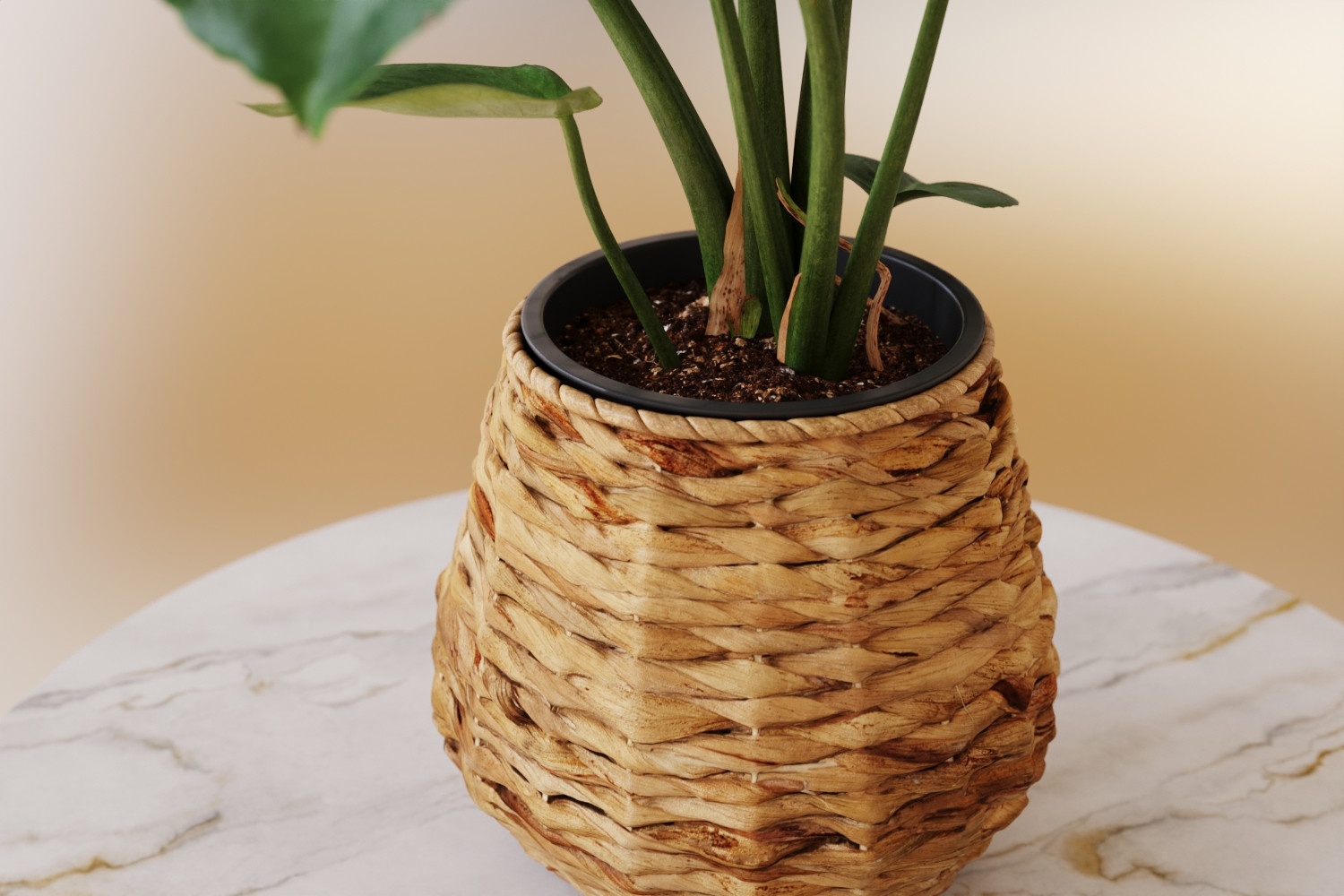 Monstera in willow basket 3D Model