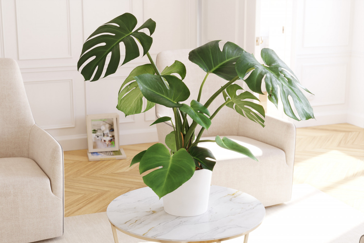 Monstera in ceramic pot 3D Model