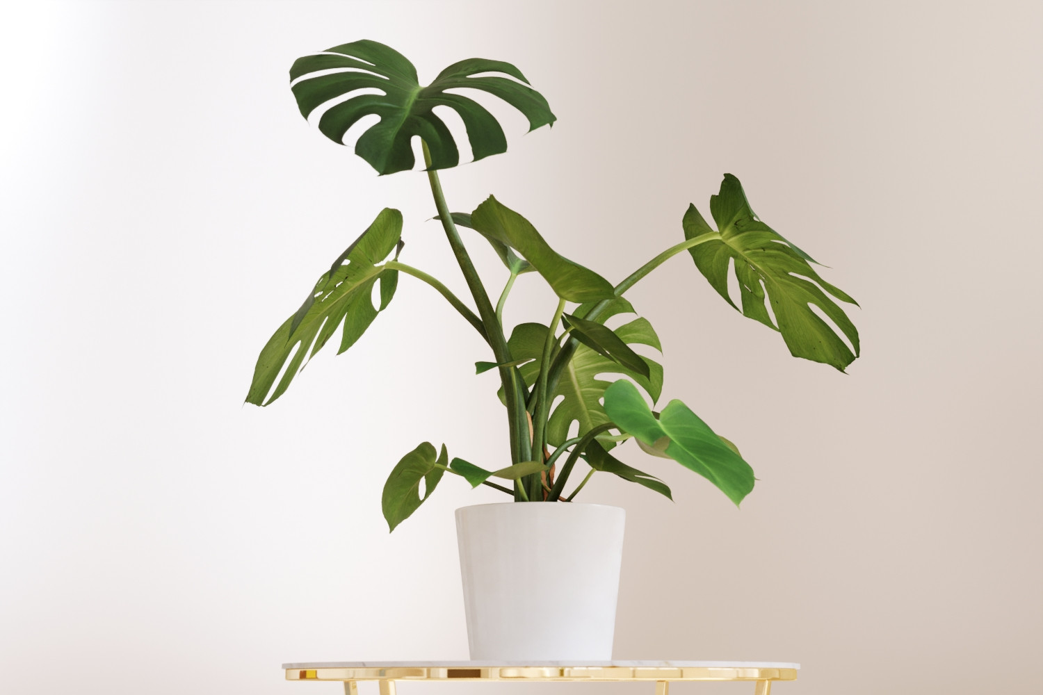 Monstera in ceramic pot 3D Model