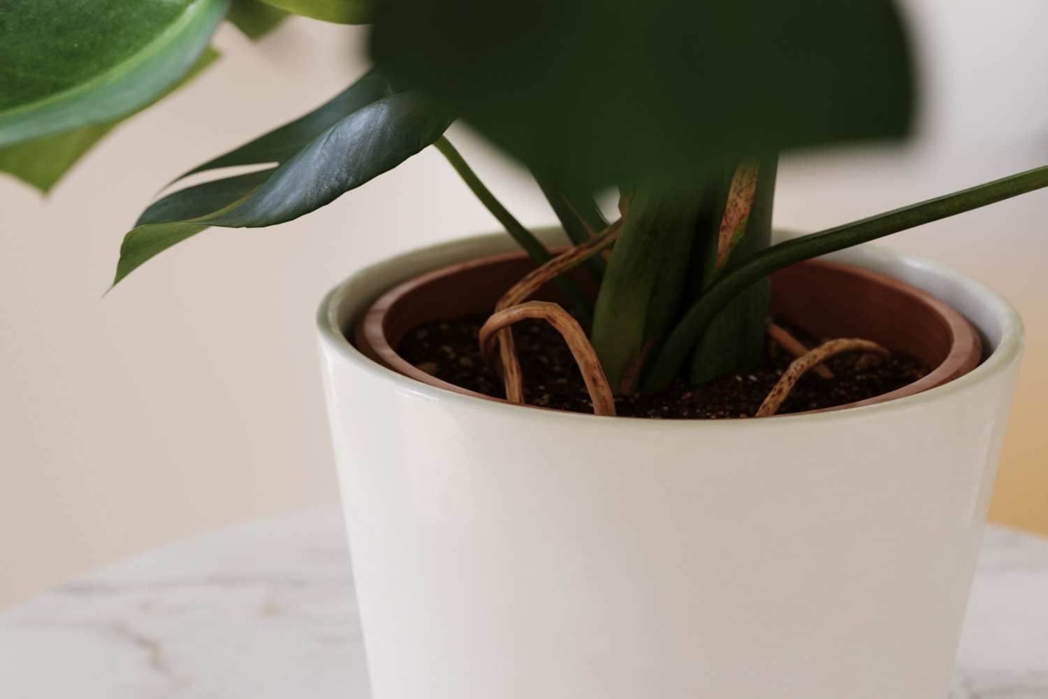 Monstera in ceramic pot 3D Model