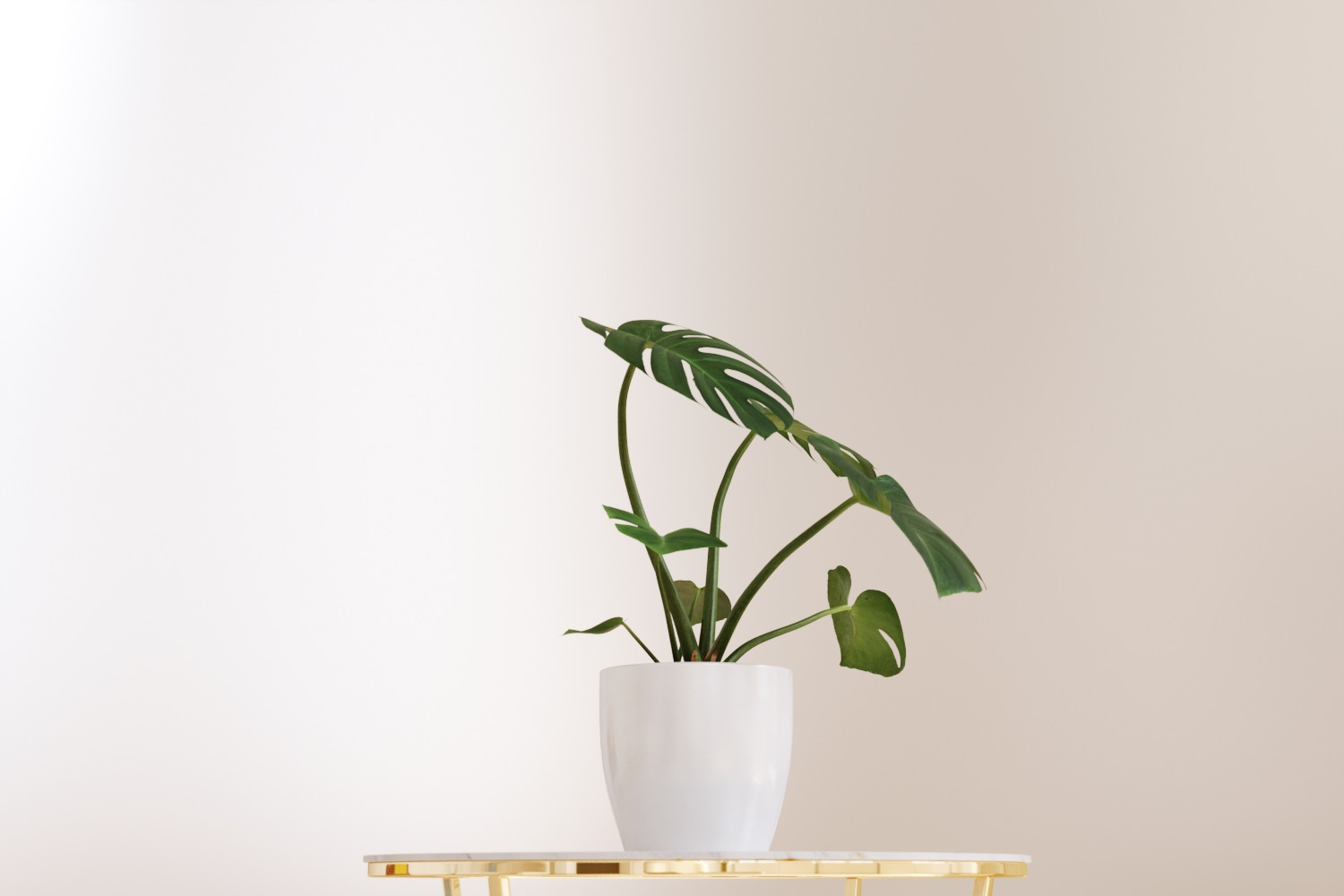 Small monstera plant 3D Model